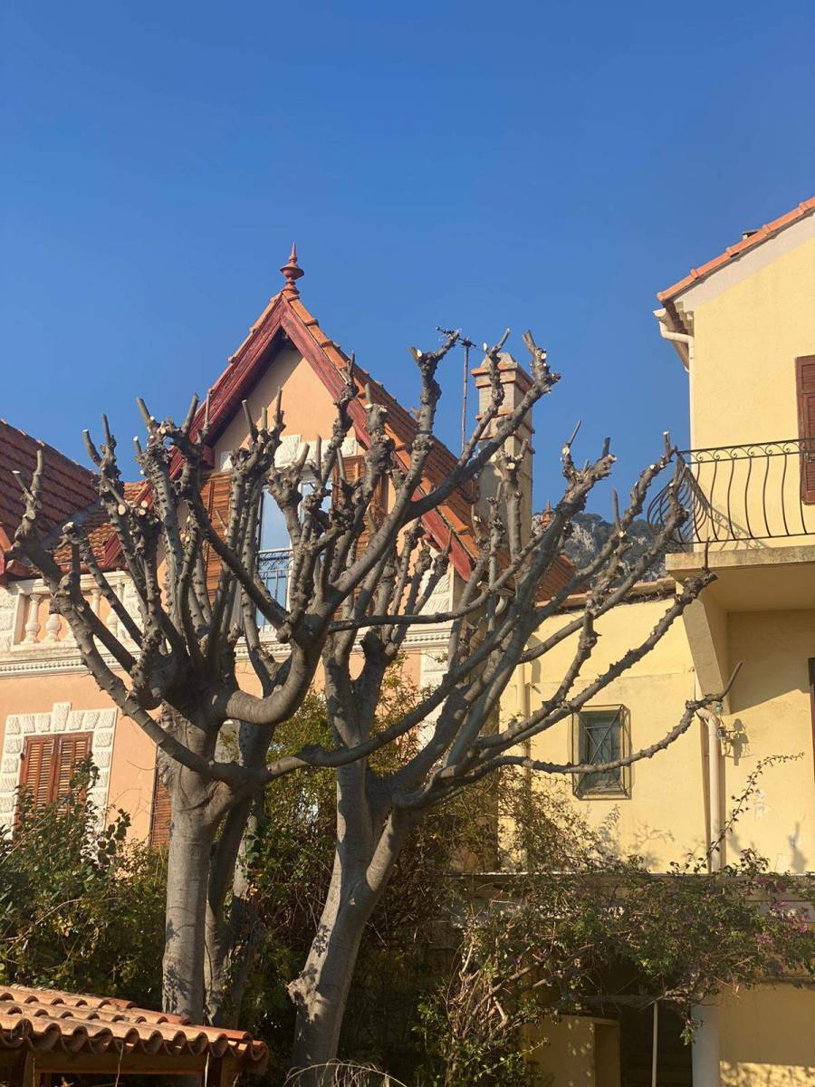 Faire tailler des arbres de moins de 5 mètres et plus sur Toulon et le Var